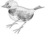Black Bird 3D Model