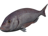 Black Sea Bass 3D Model preview