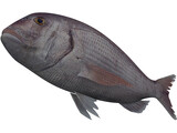 Black Sea Bass 3D Model