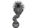 Bonsai Tree 3D Model preview