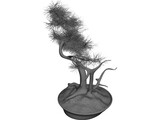 Bonsai Tree 3D Model preview