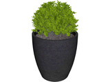 Boxwood Plant 3D Model
