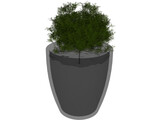 Boxwood Plant 3D Model