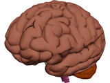 Brain 3D Model preview