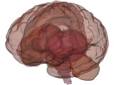 Brain 3D Model