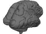 Brain 3D Model preview
