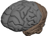 Brain Male 3D Model preview