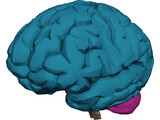 Brain Male 3D Model preview