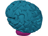 Brain Male 3D Model