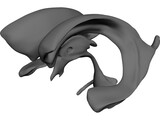 Brain Ventricle 3D Model preview