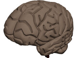 Brain 3D Model preview