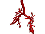 Human Bronchial Tree 3D Model