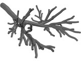 Human Bronchial Tree 3D Model