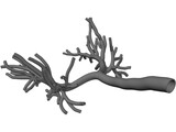 Human Bronchial Tree 3D Model