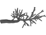 Human Bronchial Tree 3D Model