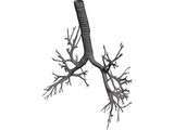 Bronquial Tree with Trachea 3D Model preview