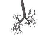 Bronquial Tree with Trachea 3D Model