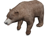 Brown Bear 3D Model preview