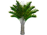 Butia Capitata 3D Model preview