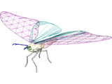 Butterfly 3D Model