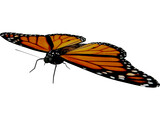 Butterfly 3D Model preview