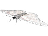 Butterfly 3D Model