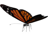 Butterfly 3D Model preview