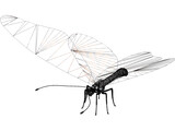 Butterfly 3D Model