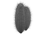 Cactus 3D Model preview