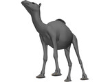 Camel 3D Model