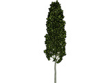 Carpinus Betulus Tree 3D Model preview