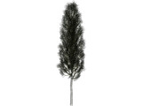 Carpinus Betulus Tree 3D Model