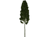 Carpinus Betulus Tree 3D Model