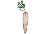 Carrot 3D Model