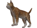 Cat 3D Model