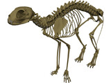 Cat Skeleton 3D Model preview