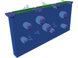 Cell Membrane 3D Model