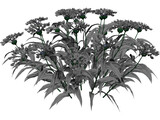 Centaurea Montana 3D Model preview