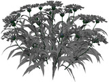 Centaurea Montana 3D Model