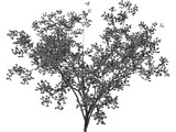 Cercis Siliquastrum Tree 3D Model preview