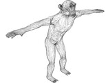 Chimpanzee 3D Model