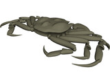 Chinese Mitten Crab 3D Model preview