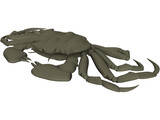 Chinese Mitten Crab 3D Model