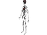 Circulatory System with Heart, Thymus and Brain 3D Model preview