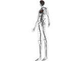 Circulatory System with Heart, Thymus and Brain 3D Model
