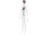 Circulatory System with Heart, Thymus and Brain 3D Model