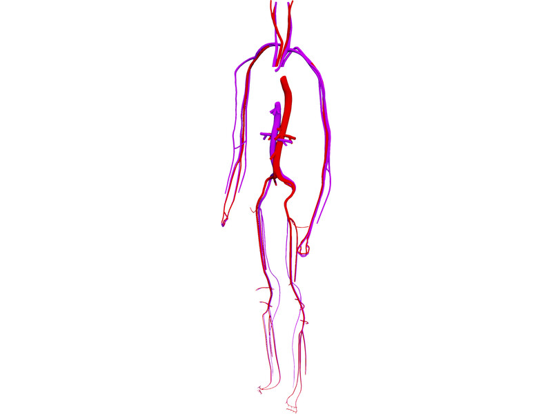 Circulatory System 3D Model