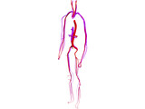 Circulatory System 3D Model preview