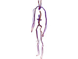 Circulatory System 3D Model