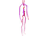 Circulatory System 3D Model